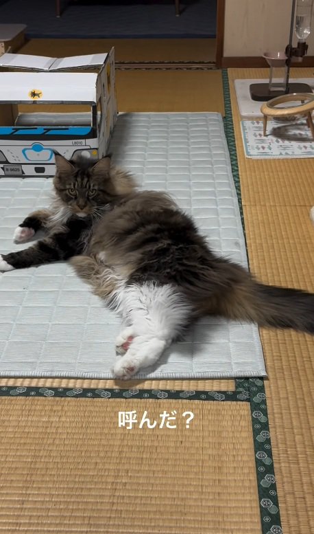 見つめる猫