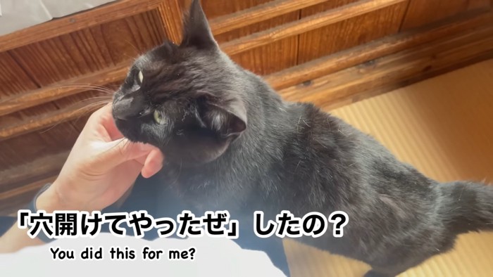 あごをなでられる猫