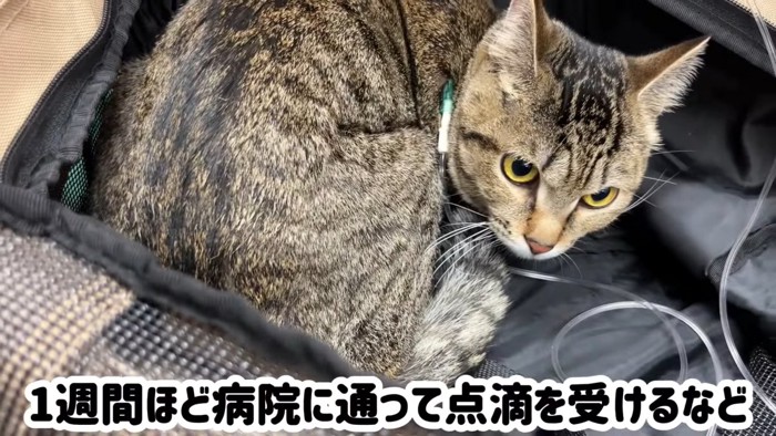 点滴している猫