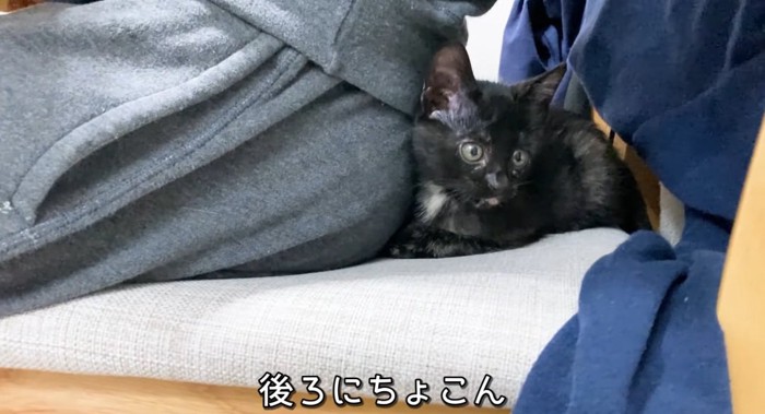 体にくっつく猫