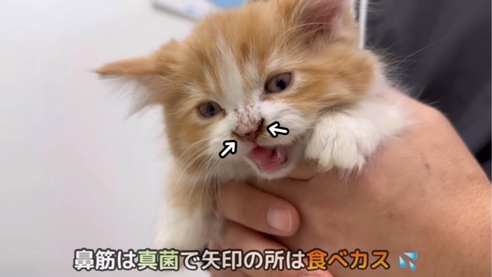 子猫のアップ