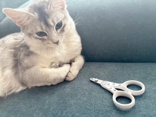 爪切りの前に座る猫