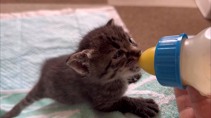 ちょうどいい位置でミルクを飲む子猫