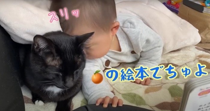 猫にすり寄る赤ちゃん(スリッ)