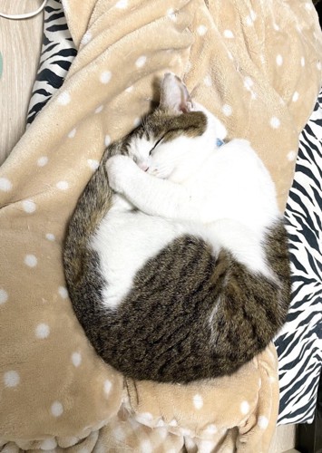 毛布の上で体を丸めて眠るキジ白猫