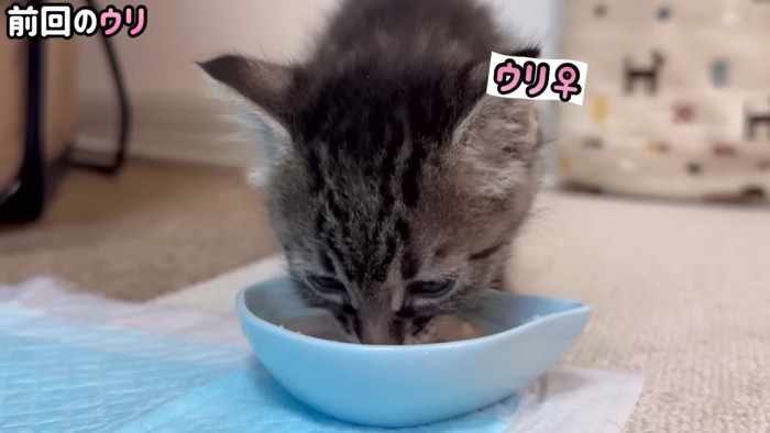 離乳食を食べるウリちゃん