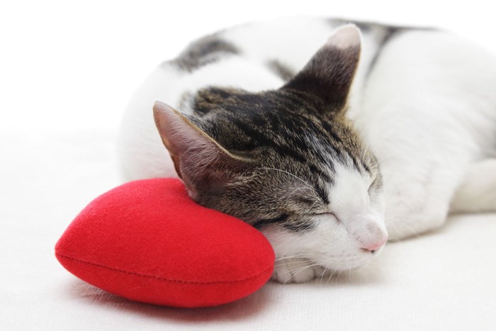 ハートのクッションの上で寝ている猫