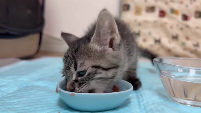 横向きでごはん食べる子猫