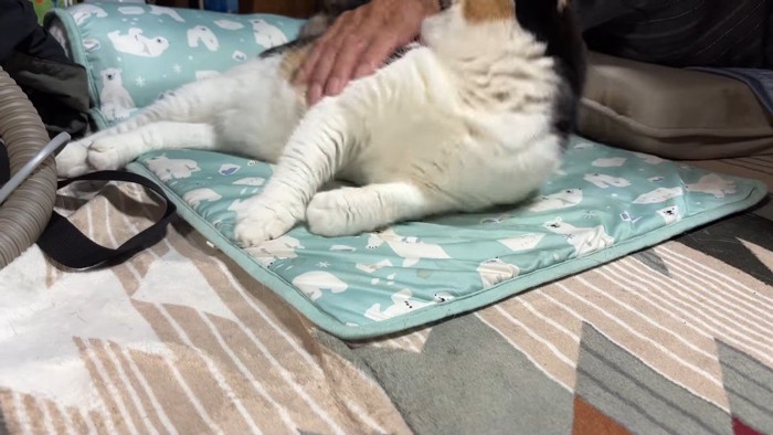 撫でる手と振り返り