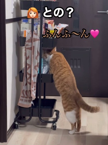 声をかけられる猫