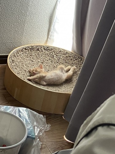 熟睡する猫