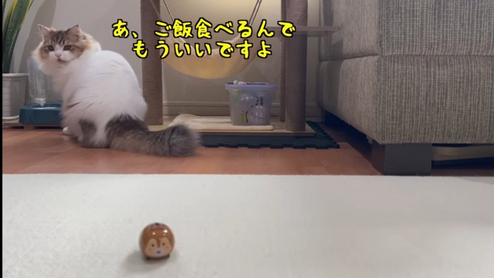 振り向く猫