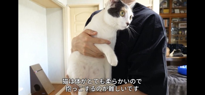 抱っこされる猫