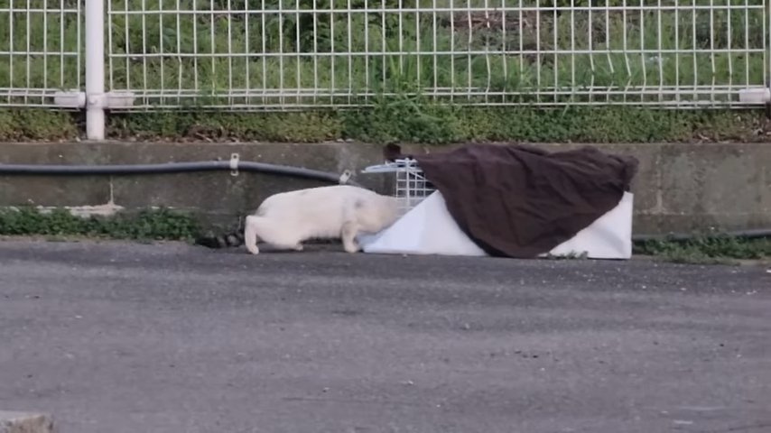 外 捕獲機に入る猫