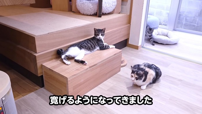 台の上で横になる猫