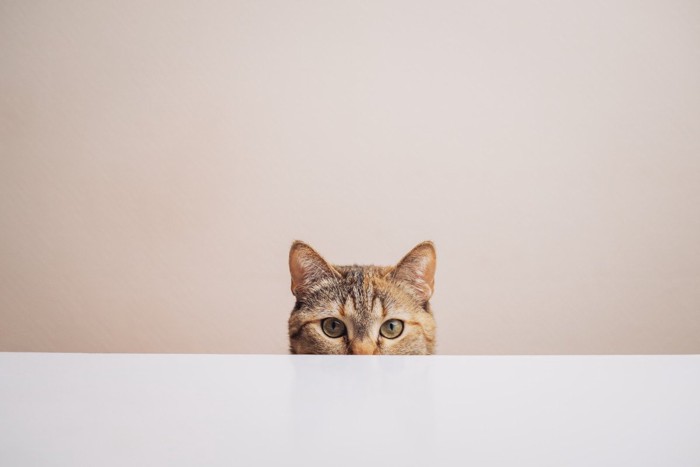 テーブルから目だけ出す猫