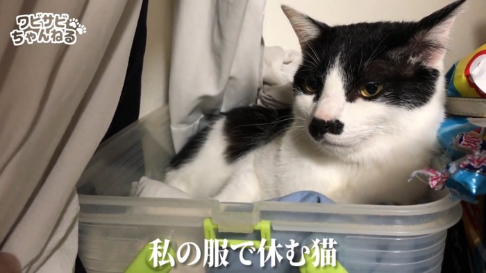 箱の中にいる猫