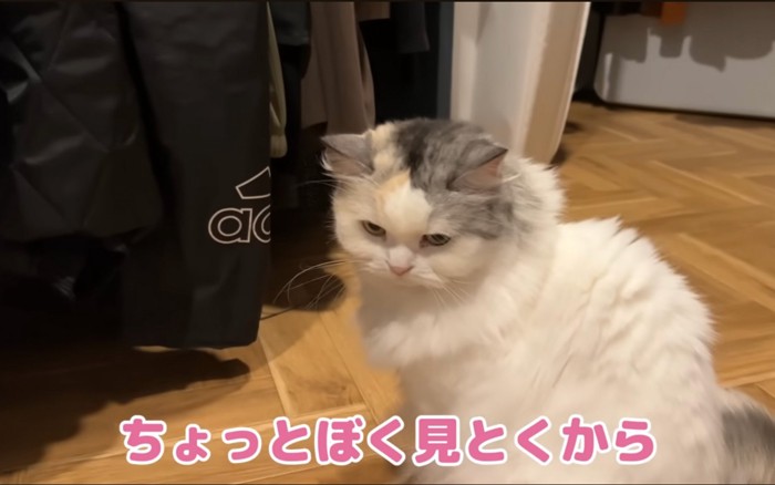 言いたげな猫