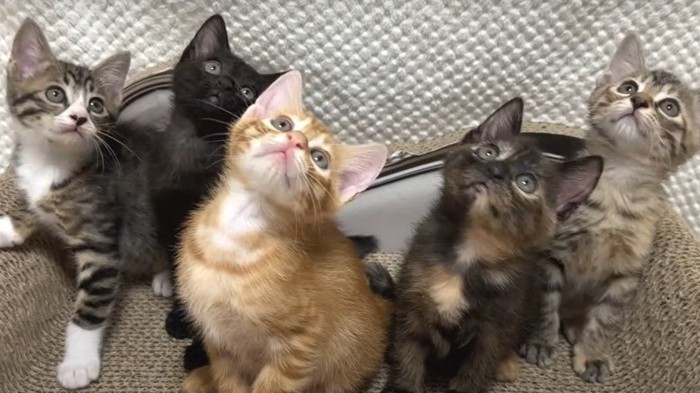5匹の子猫