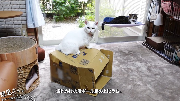 箱の上に乗る猫