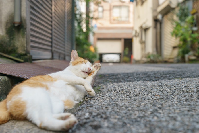 手を舐める猫