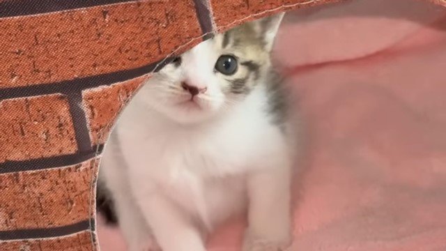 猫ハウスから覗く子猫