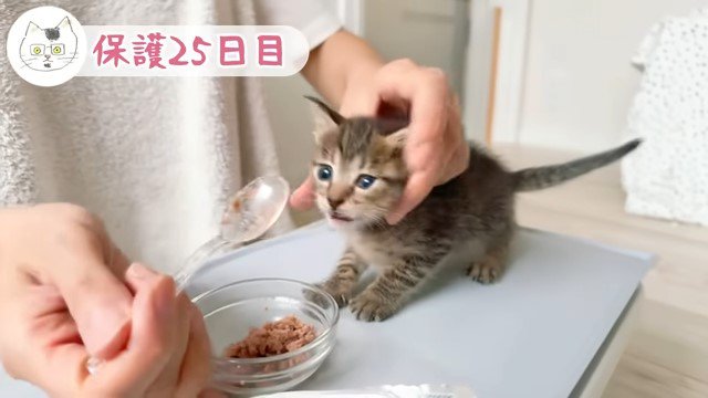 スプーンでウェットフードを食べた子猫