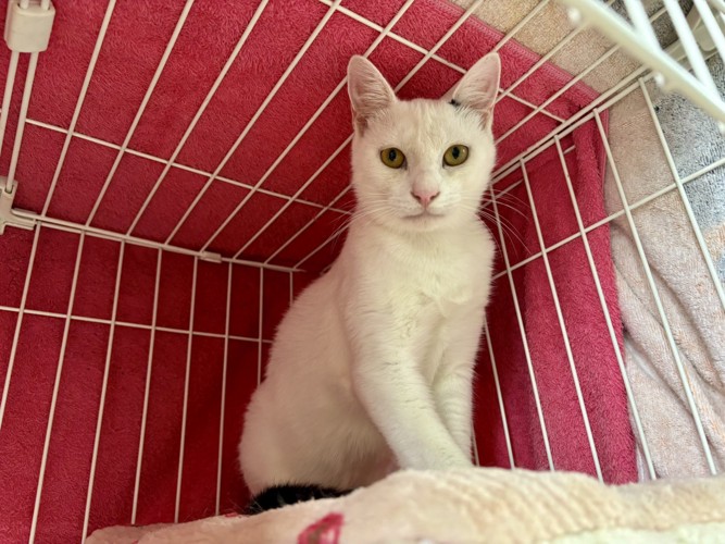 カメラ目線の猫