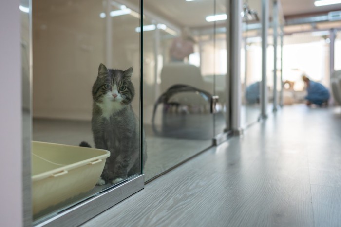 ペットホテルの猫