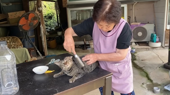 気持ちよさそうな猫