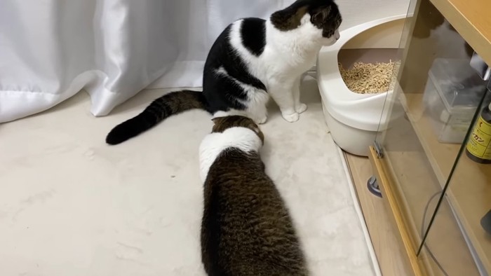 トイレの前に座る猫と寝ている猫