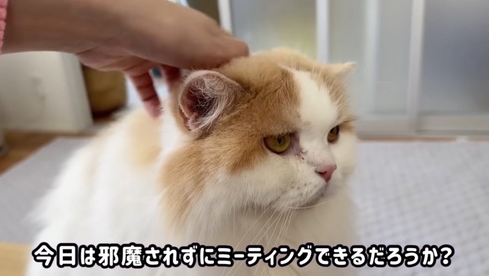 ミーティングの邪魔をしようとするレモンくん