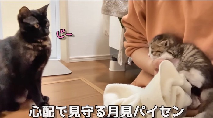 見つめる猫