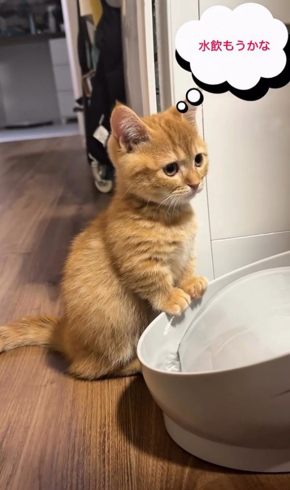 「水飲もうかな」と書かれた写真