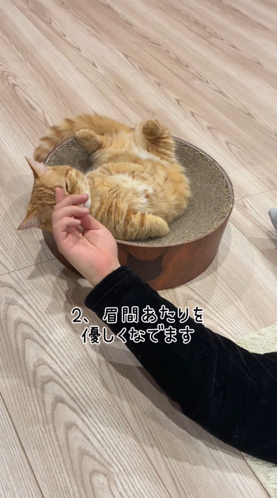 横になってくつろいでいる猫の額を指で撫でる飼い主