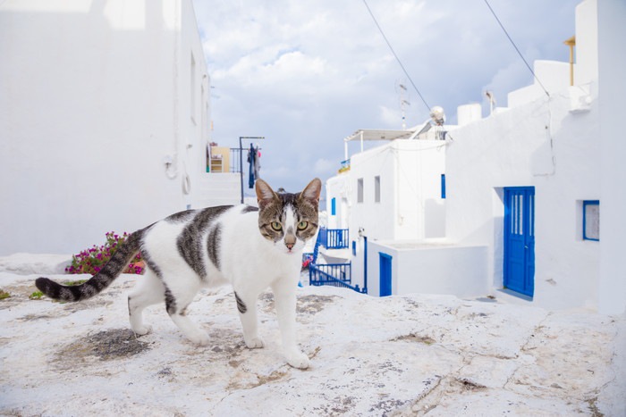 ギリシャの村にいるエーゲキャット