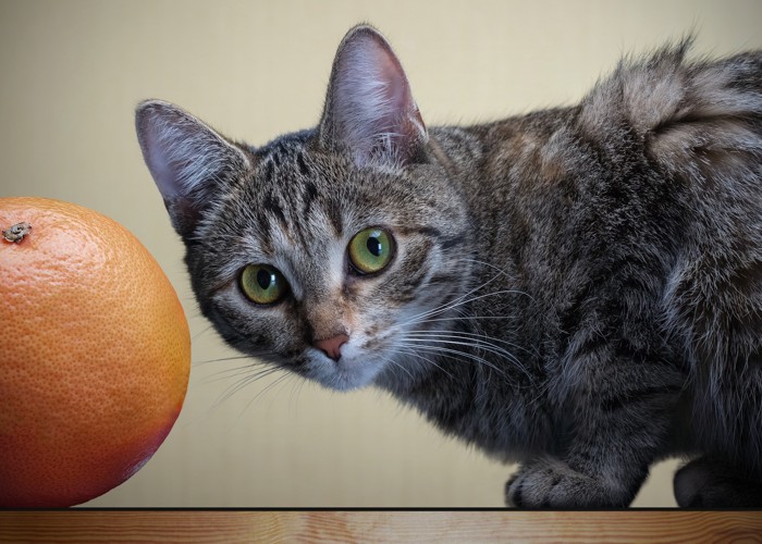 グレープフルーツのそばに座っている猫