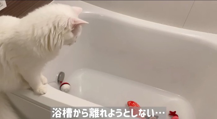 バスタブに上る猫