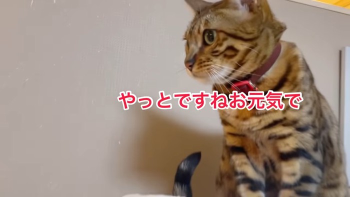 おすわりする猫