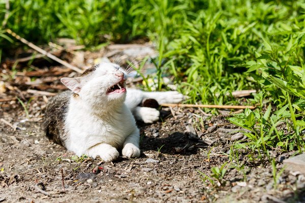 外で鳴く猫