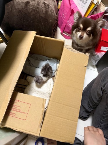 箱の中にいる子猫と見ている犬