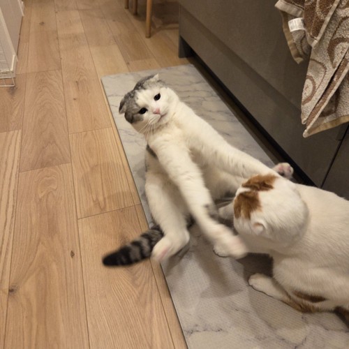 ケンカをする2匹の猫