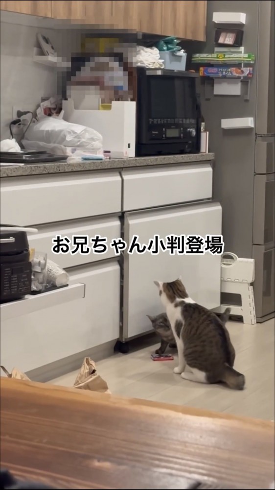 部屋で遊ぶ2匹の猫