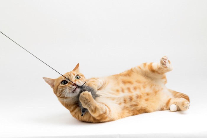 おもちゃに食らいつく猫