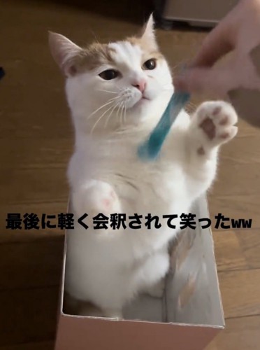 おもちゃを目で追う猫