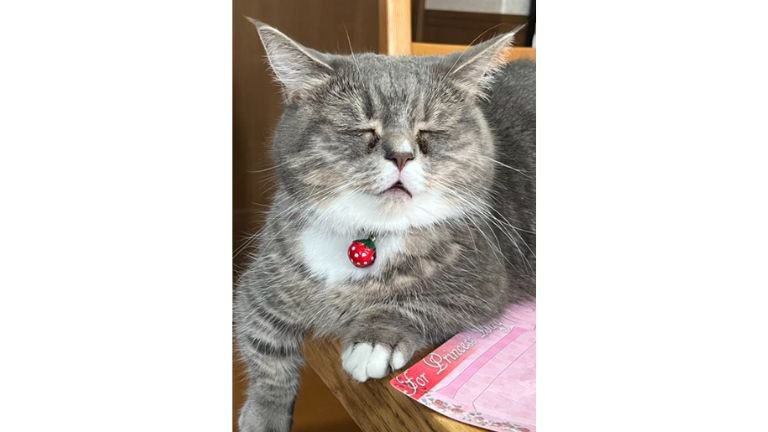 寝ている猫