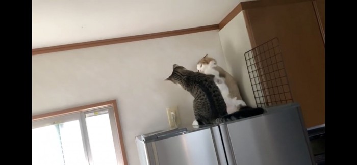 猫パンチし合う猫