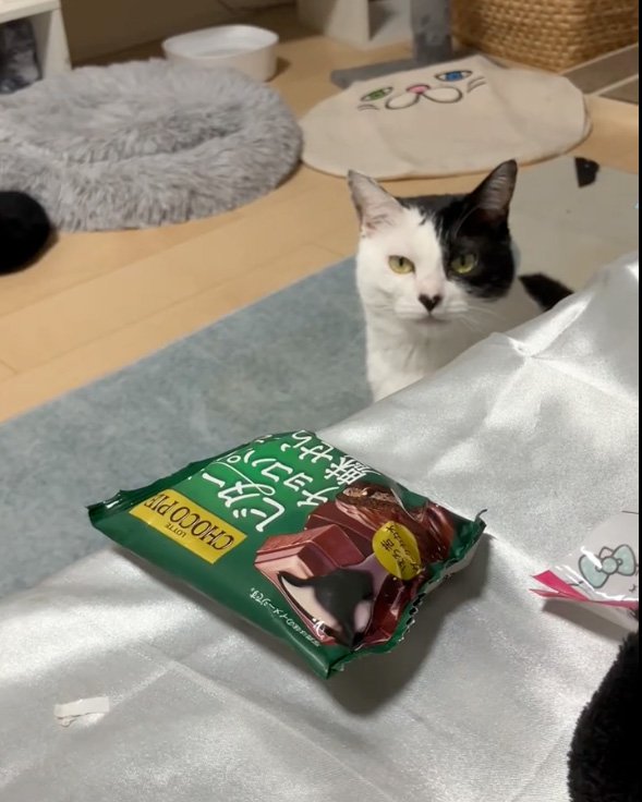 訴える猫