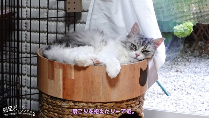 寝そべる長毛猫