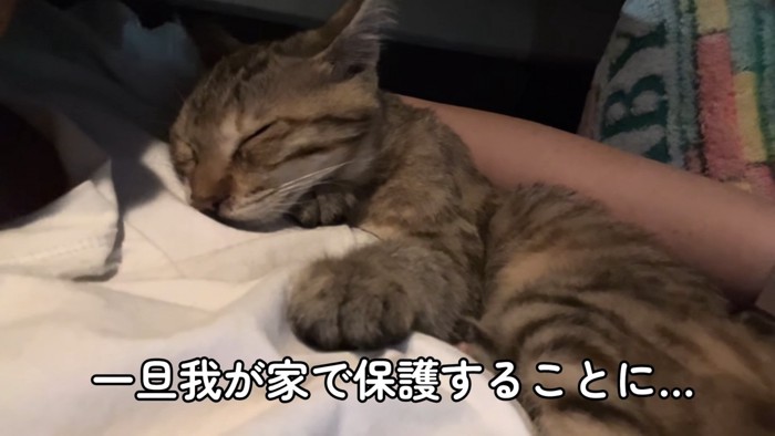 寝ている子猫